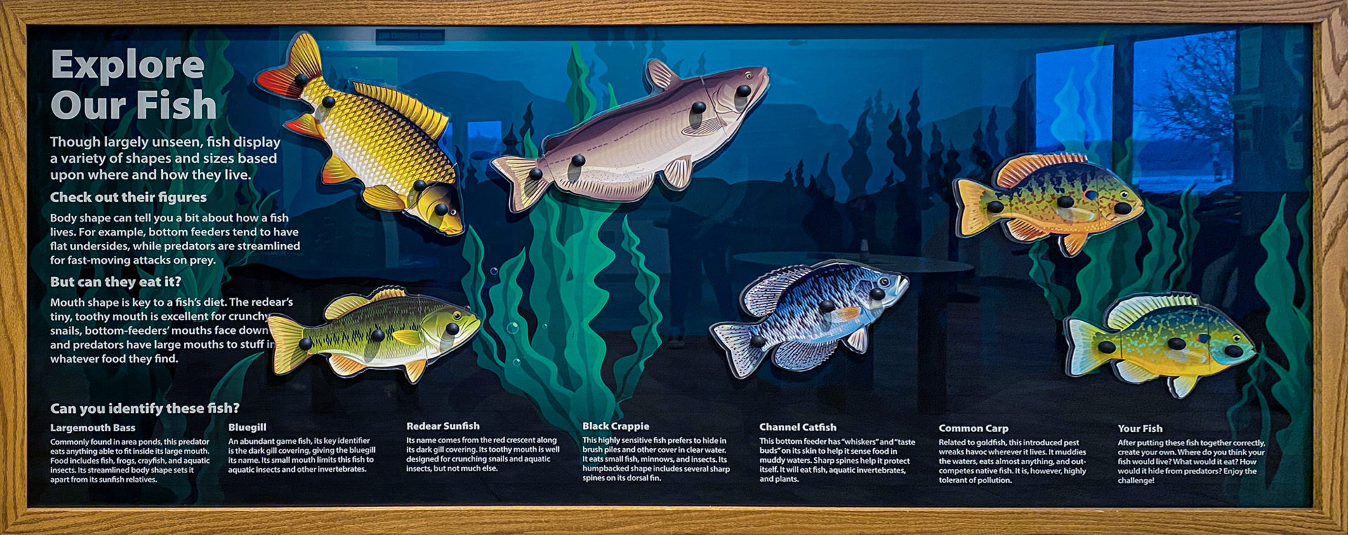 Washington County Conservation Interactive Fish Board