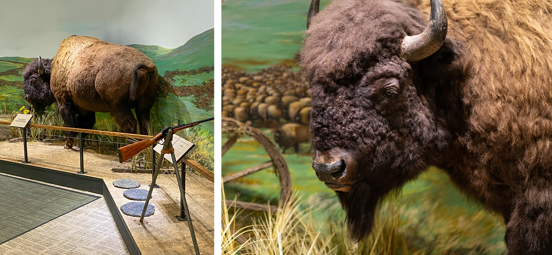 Boot Hill Museum Life-sized Buffalo