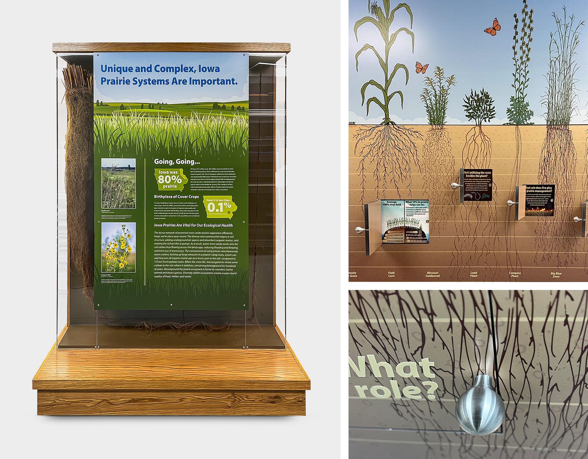 Washington County Conservation Root Display