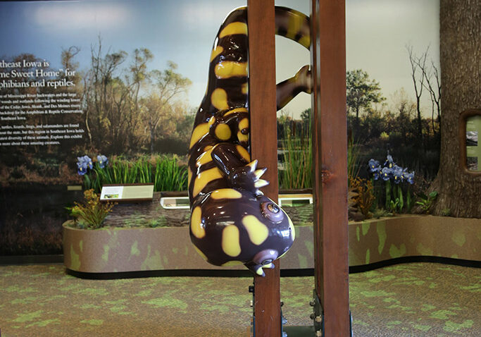 Muscatine County Conservation Museum Salamander