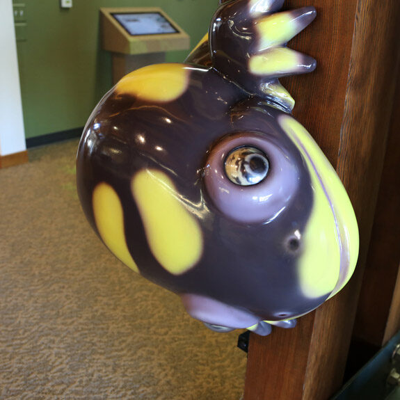 Muscatine County Conservation Museum Salamander Head Close Up